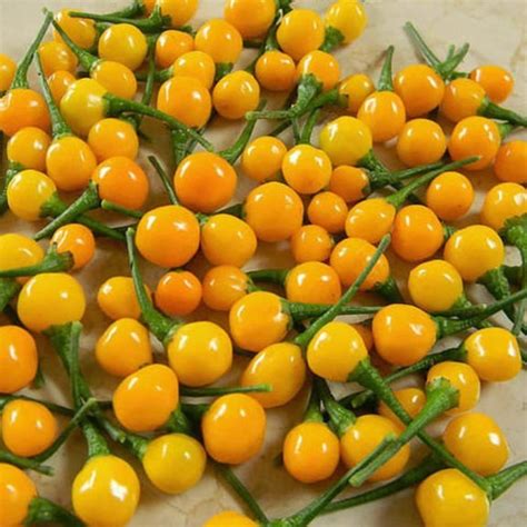 Aji Charapita Hot Pepper ｜ Seed Hunter