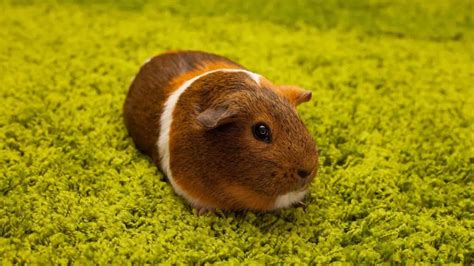 7 Common Skin Problems In Guinea Pigs Causes And Treatment Guinea