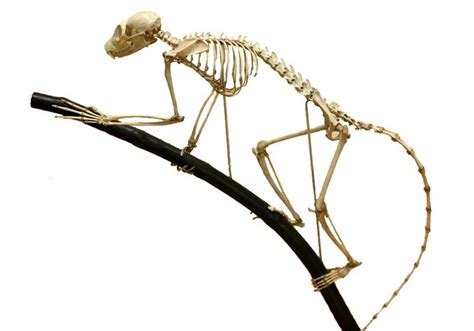 Lemur Skeleton Zoology Art Bones Anatomy Hair Accessories