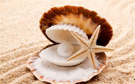 Seashells Starfish Pearl Sand Beaches Shell Clam Wallpaper 1920x1200
