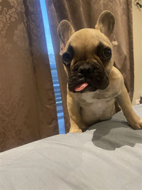 Our 6 Month Old French Bulldog Milo With A Massive Blop Rblop