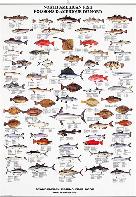 North American Fish Poster Unique Chart Poster