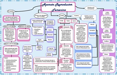 Mapa Conceptual Anatomia Aparato Reproductor Femenino Pptx Gambaran