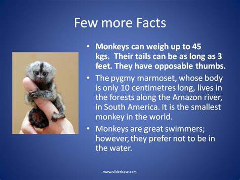 Monkeys Facts You May Not Know Presentation Biology