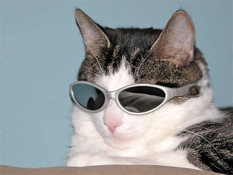 Funny Cat Glasses Meme Dog Bread