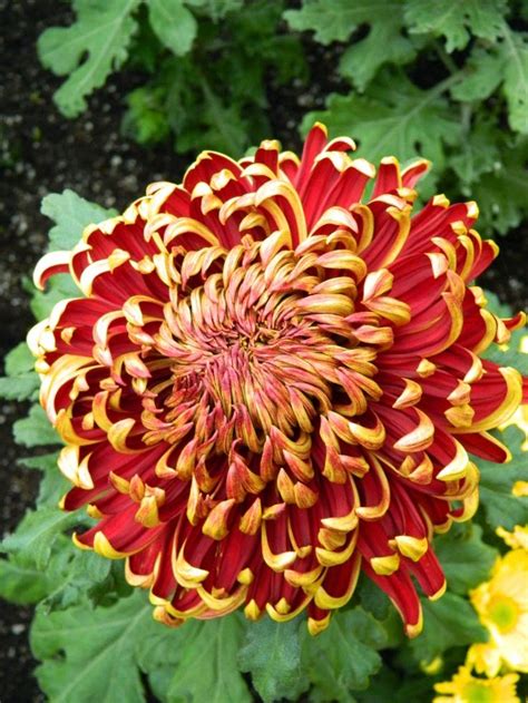 Allan Gardens Conservatory Fall Chrysanthemum Show Red Mum By