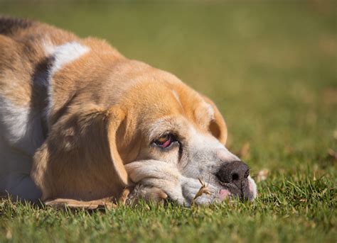 If you think something is wrong with your dog's eye, don't. Red Eye in Dogs | petMD