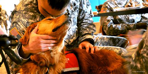 Service Dogs For Americas Heroes Hero Dogs Inc
