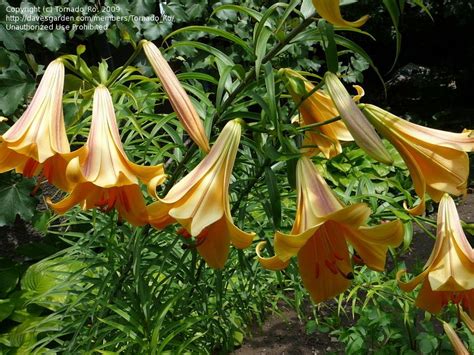 Full Size Picture Of Trumpet Lily African Queen Lilium Trumpet