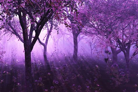 35 Mystical Forest Wallpapers Wallpapersafari