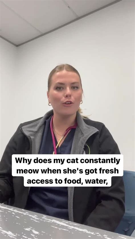 We Received So Many Great Cat Questions From You That We Got Vet Nurse Meg To Answer Them 🐈