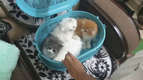 Semi Punch Persian Cat Kitten For Selling In Mumbaipunch Face Spa
