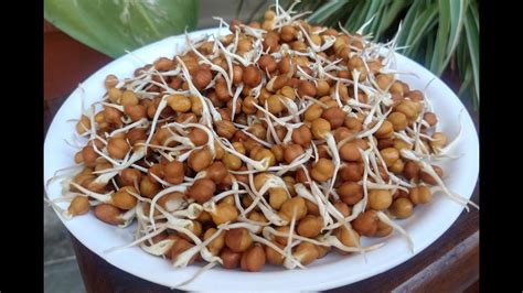 Sprouts At Home How To Make Black Chana Sprouts How To Grow Sprouts