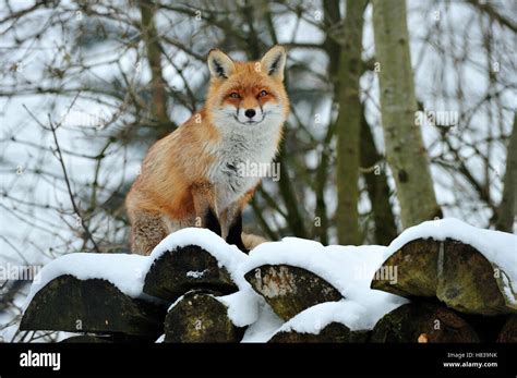 Red Fox Vulpes Vulpes In Snow Switzerland Stock Photo Alamy