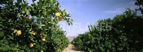 Crop Of Lemon Orchard California Usa Picture Art Prints And Posters
