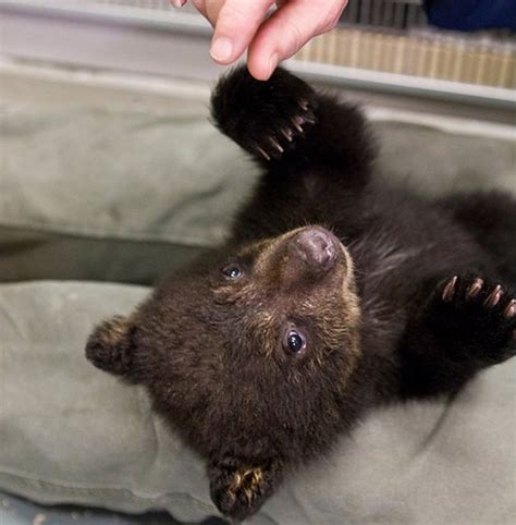 Black Bear Cub Playing Baby Animal Zoo