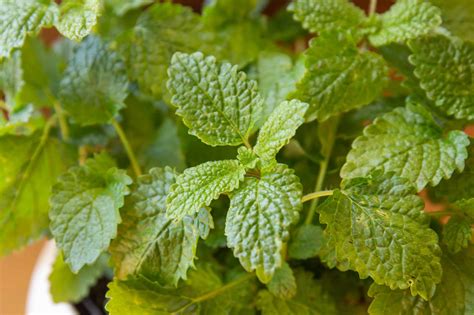 Lemon Balm Indoor Plant Care And Growing Guide