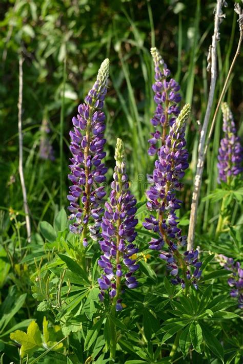 Beautiful Purple Lupine Flowers In Summer Stock Photo Image Of View