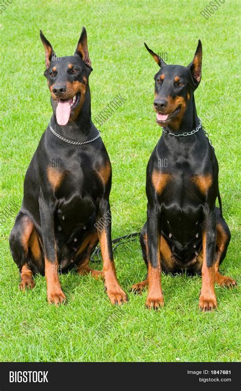 Two Sitting Dobermans Image And Photo Free Trial Bigstock
