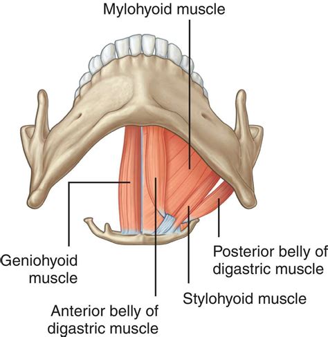 Pin By Michelle Liu On Anatomy Muscle Medical Medical Science
