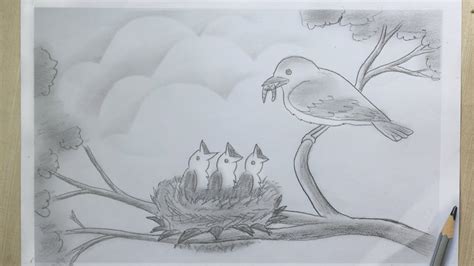 Bird Nest Drawing Bird Feeding Babies In Bird Nest Pencil Sketch