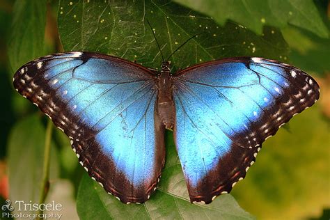 Female Blue Morpho Butterfly Pictures In Biological Science Picture