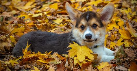 Votre navigateur ne supporte pas l'élément audio permettant l'écoute de ce fichier. 12 races de chiens de petite taille mais avec une forte ...