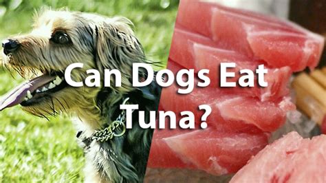 Can Puppies Eat Tuna Can Dogs Eat Tuna I Smell Something Fishy