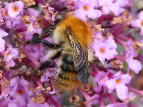 It is similar in appearance to bombus muscorum, and is replacing the species in northern britain. Common carder bee - Bumblebee Conservation Trust