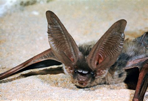 Long Eared Bat Echolocation Nocturnal Insectivorous Britannica