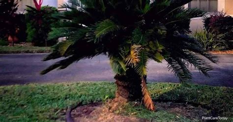 How To Transplant A Sago Palm Plant