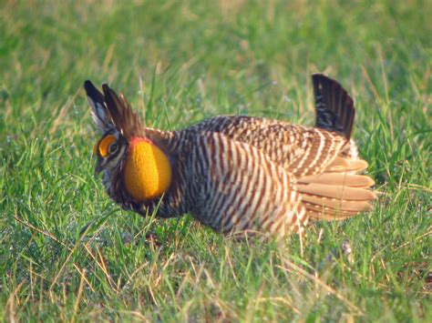 Greater Pinnated Grouse Or Prairie Chicken Missouri Birds Illinois
