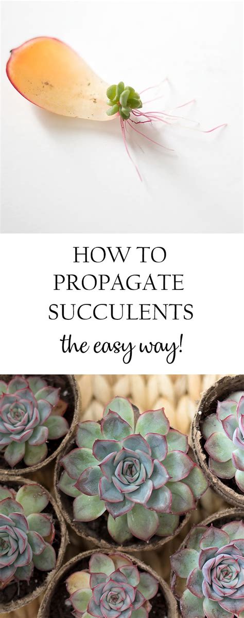 How To Propagate Succulents The Easy Way Succulent Display Succulent
