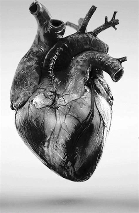 Framed Print Black And White Photo Of A Human Heart Picture Medical