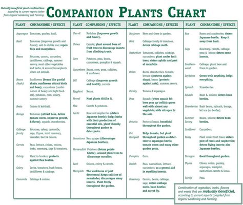 The Ultimate Guide To Companion Planting Home And