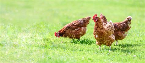 Pasture Raised Chickens Freedom Ranger Hatchery