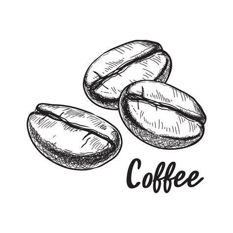 Coffee Bean Sketch Vector Art Icons And Graphics For Free Download