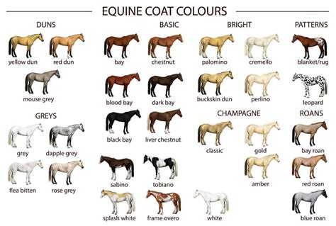 Horse Coat Colors Equishop Equestrian Shop