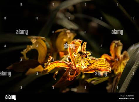 The Orchids Of Yunnan Are In Full Bloom Stock Photo Alamy