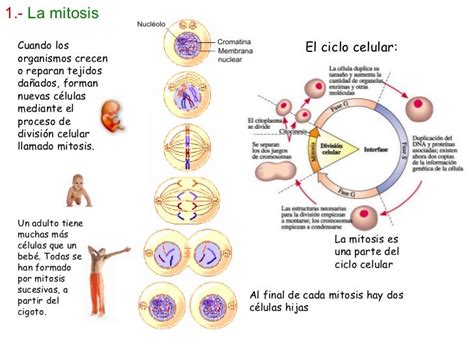 Reproduccion Celular Parte 1