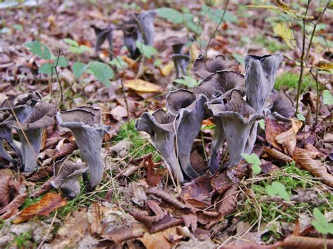 Grand chêne pion Évacuation trompette de la mort carrefour vide le