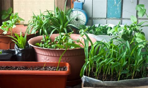 10 Tips To Get You Started With Kitchen Gardening