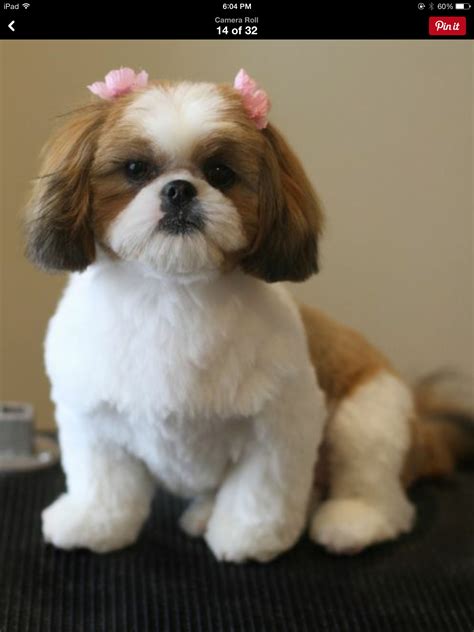 Precious Shih Tzu Puppy Teddy Bear Puppies Dog Haircuts