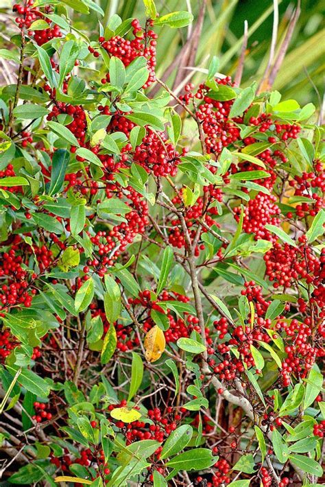 Dahoon Holly Ilex Cassine Florida Native Wild Tree Bonsai Shrub Seed