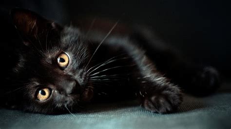 Download Cute Black Cat Wallpaper Cute Wallpapers