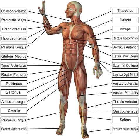 What Is Anatomy And Physiology Fundamentals Uses And Requirement Full
