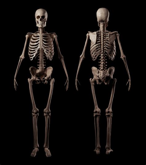 Roman Adamanov Human Skeleton