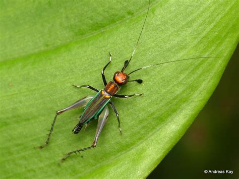 Pretty Cricket Phylloscirtus Sp Gryllidae From Ecuador Flickr