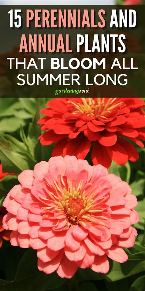 15 Perennials And Annual Plants That Bloom All Summer Long Annual