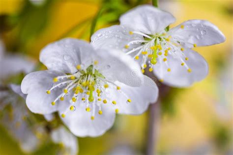 Flowers Of The Cherry Blossoms On A Spring Day Stock Photo Image Of